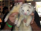 Sophie Medov kvt - elfinortko I. a Neo Yasmin's ferrets