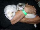 Sophie Medov kvt - elfinortko I. a Neo Yasmin's ferrets