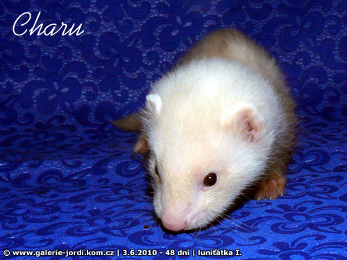 lunitka - miminka Luny Yasmin's ferrets a Maximuse Albannach ferrets