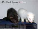 Mr. Black Dream von den LA Ferrets