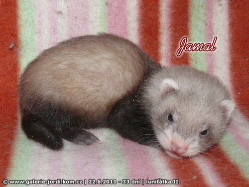 lunitka II. - miminka Luny Yasmin's ferrets a Gladwina Gimliho Medov kvìt