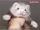 Ajmi - BaNoMu Legacy of Ferrets