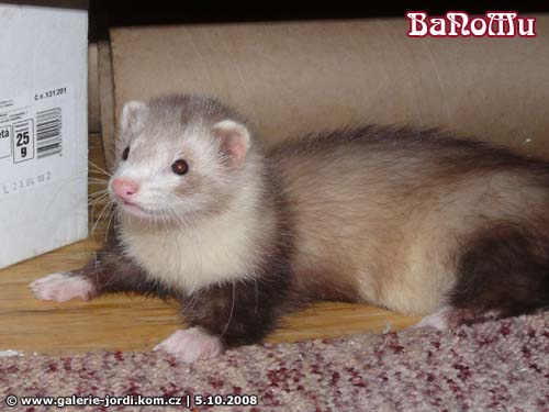 Ajmi - BaNoMu Legacy of Ferrets