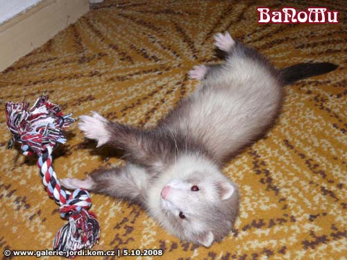 Ajmi - BaNoMu Legacy of Ferrets