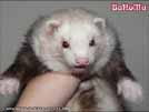 Ajmi - BaNoMu Legacy of Ferrets