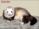 Ajmi - BaNoMu Legacy of Ferrets