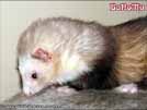 Ajmi - BaNoMu Legacy of Ferrets