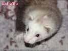 Ajmi - BaNoMu Legacy of Ferrets