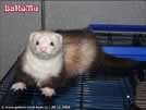 Ajmi - BaNoMu Legacy of Ferrets