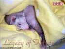 maminka Molly od Ajmi - BaNoMu Legacy of Ferrets