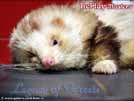 tatnek RePlay Musters od Ajmi - BaNoMu Legacy of Ferrets