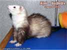 Ajmi - BaNoMu Legacy of Ferrets