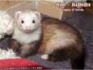 Ajmi - BaNoMu Legacy of Ferrets