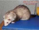 Ajmi - BaNoMu Legacy of Ferrets