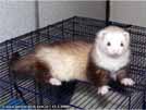 Ajmi - BaNoMu Legacy of Ferrets