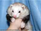 Ajmi - BaNoMu Legacy of Ferrets