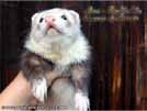 Ajmi - BaNoMu Legacy of Ferrets