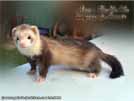 Ajmi - BaNoMu Legacy of Ferrets