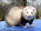 Ajmi - BaNoMu Legacy of Ferrets