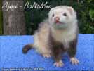 Ajmi - BaNoMu Legacy of Ferrets