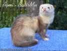 Ajmi - BaNoMu Legacy of Ferrets