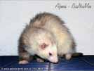 Ajmi - BaNoMu Legacy of Ferrets