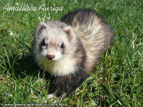 Amalthea Auriga Brilliant Ferrets