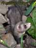 Amalthea Auriga Brilliant Ferrets