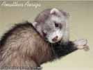 Amalthea Auriga Brilliant Ferrets