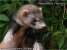 Amalthea Auriga Brilliant Ferrets