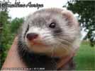 Amalthea Auriga Brilliant Ferrets