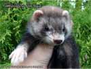 Amalthea Auriga Brilliant Ferrets