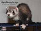 Amalthea Auriga Brilliant Ferrets