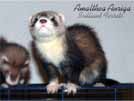 Amalthea Auriga Brilliant Ferrets