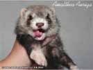 Amalthea Auriga Brilliant Ferrets