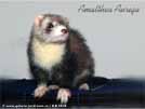 Amalthea Auriga Brilliant Ferrets