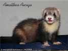 Amalthea Auriga Brilliant Ferrets