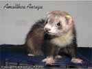 Amalthea Auriga Brilliant Ferrets