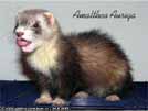 Amalthea Auriga Brilliant Ferrets