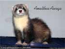 Amalthea Auriga Brilliant Ferrets