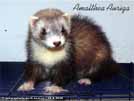 Amalthea Auriga Brilliant Ferrets