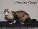 Amalthea Auriga Brilliant Ferrets