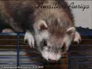 Amalthea Auriga Brilliant Ferrets