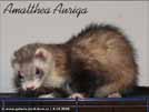 Amalthea Auriga Brilliant Ferrets