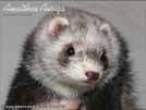 Amalthea Auriga Brilliant Ferrets