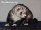 Amalthea Auriga Brilliant Ferrets