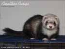 Amalthea Auriga Brilliant Ferrets