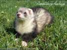 Amalthea Auriga Brilliant Ferrets