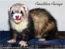 Amalthea Auriga Brilliant Ferrets