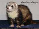 Amalthea Auriga Brilliant Ferrets